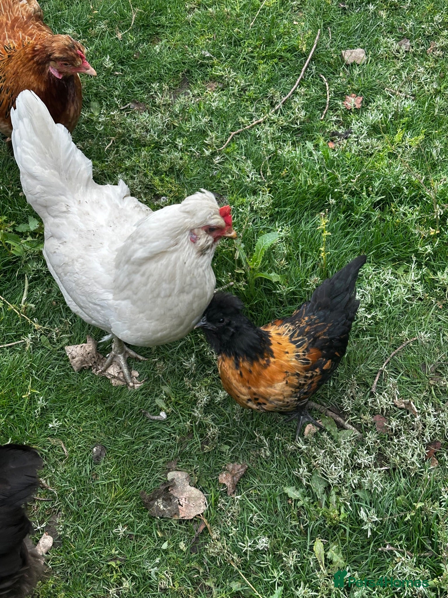 Chickens poultry for sale: Chicks, chickens, hatching eggs silkies Aracuanas - Advert 3