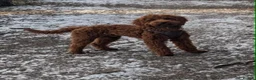 Irish Doodle dogs for sale: 🐾 Irish doodles 🐾 - Advert 2