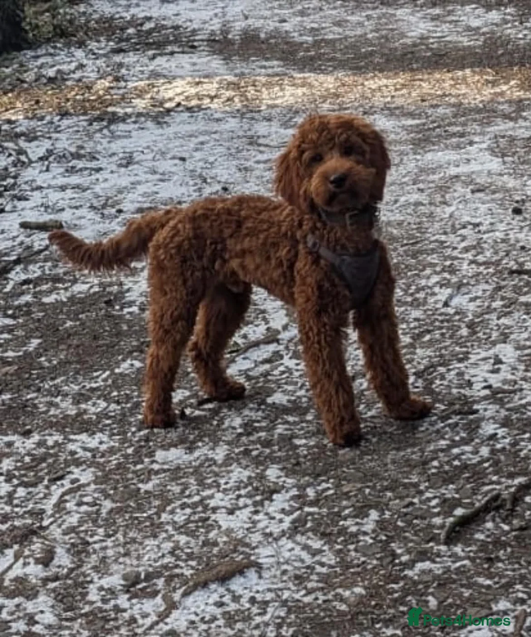 Irish Doodle dogs for sale: 🐾 Irish doodles 🐾 - Advert 2