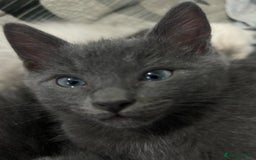 Ragdoll cats for sale: Rigdoll kittens  - Image 1