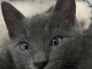 Ragdoll cats - Advert 34