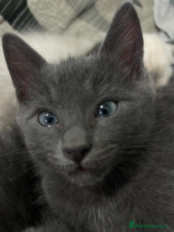 Ragdoll cats - Advert 10