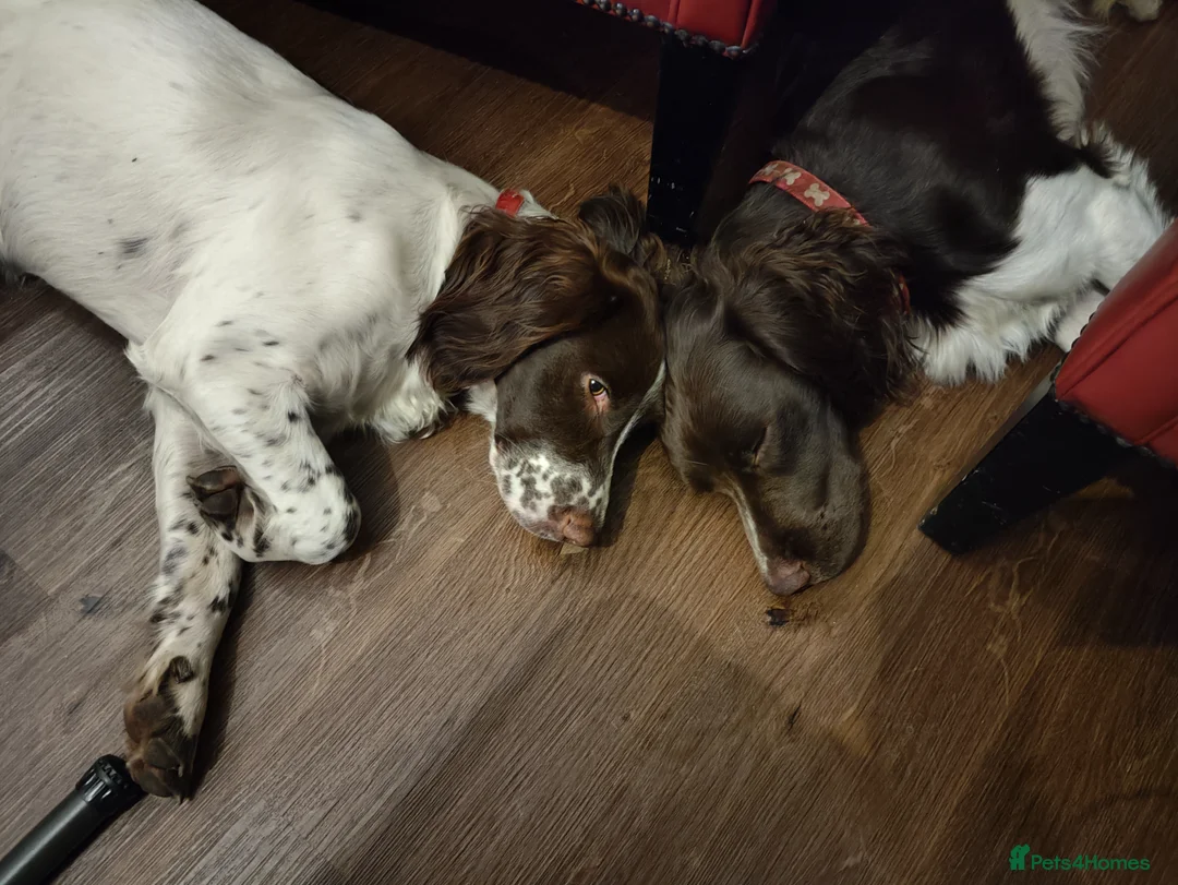 English Springer Spaniel dogs for sale: Gorgeous KC reg ES spaniel Pups - Advert 2
