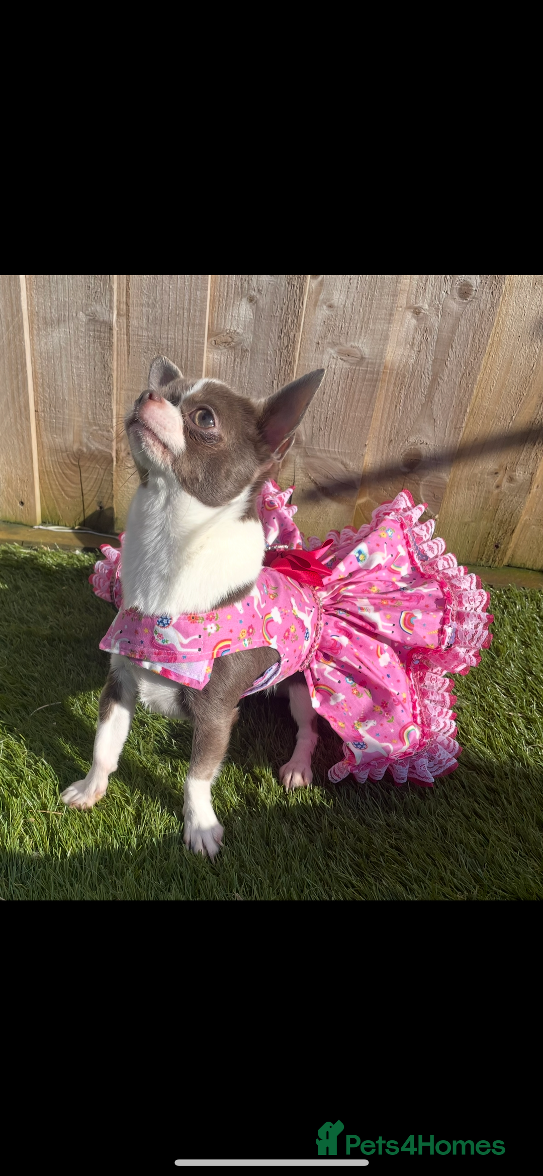 Chihuahua dogs for sale: 🔥🔥stunning chihuahua pups🔥🔥 - Image 11