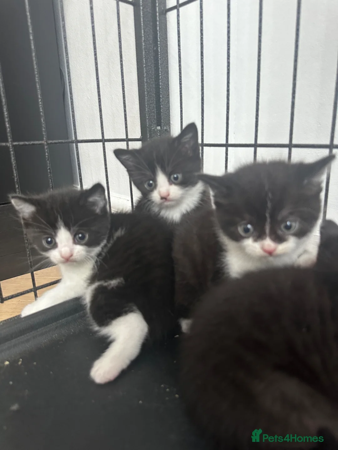 Mixed Breed cats for sale: Beautiful kittens - Advert 4