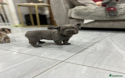 French Bulldog dogs for sale: Beautiful French bulldogs  - Advert 4