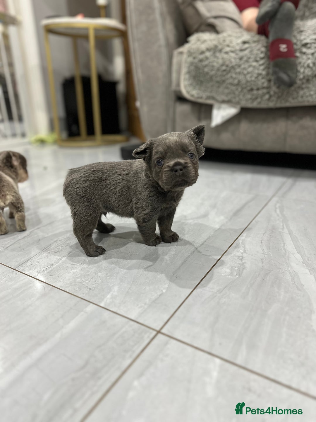 French Bulldog dogs for sale: Beautiful French bulldogs  - Advert 4