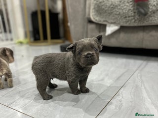 French Bulldog dogs Beautiful fluffy French bulldogs - Advert 9
