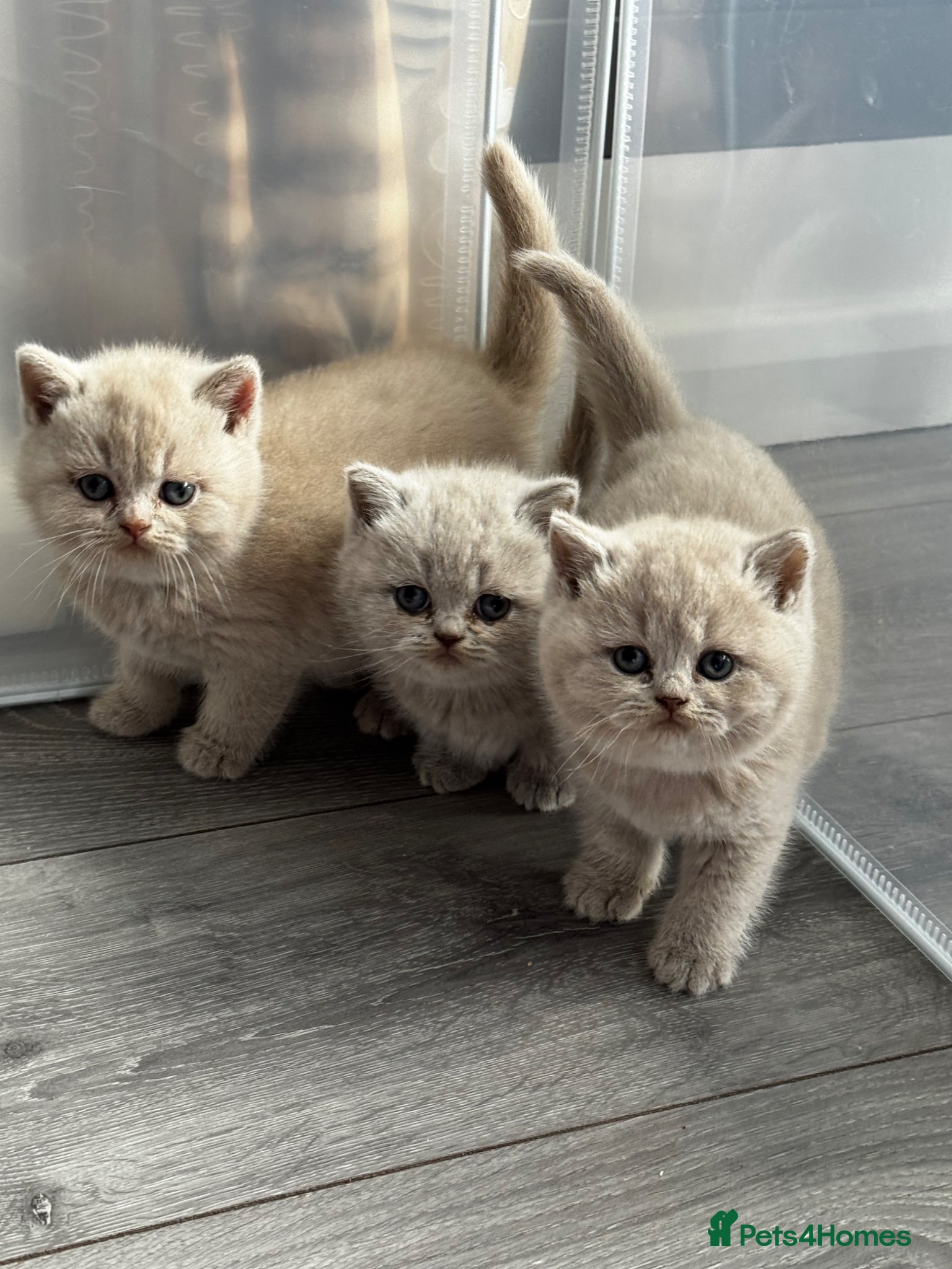 British Shorthair cats Beautiful British Shorthair Kittens - Advert 22