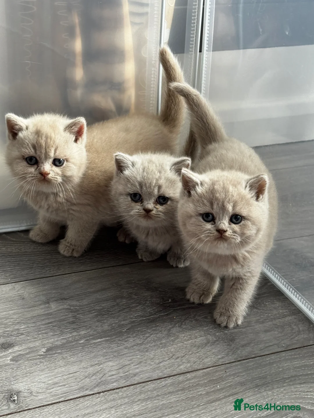 British Shorthair cats for sale: Beautiful British Shorthair Kittens - Advert 1