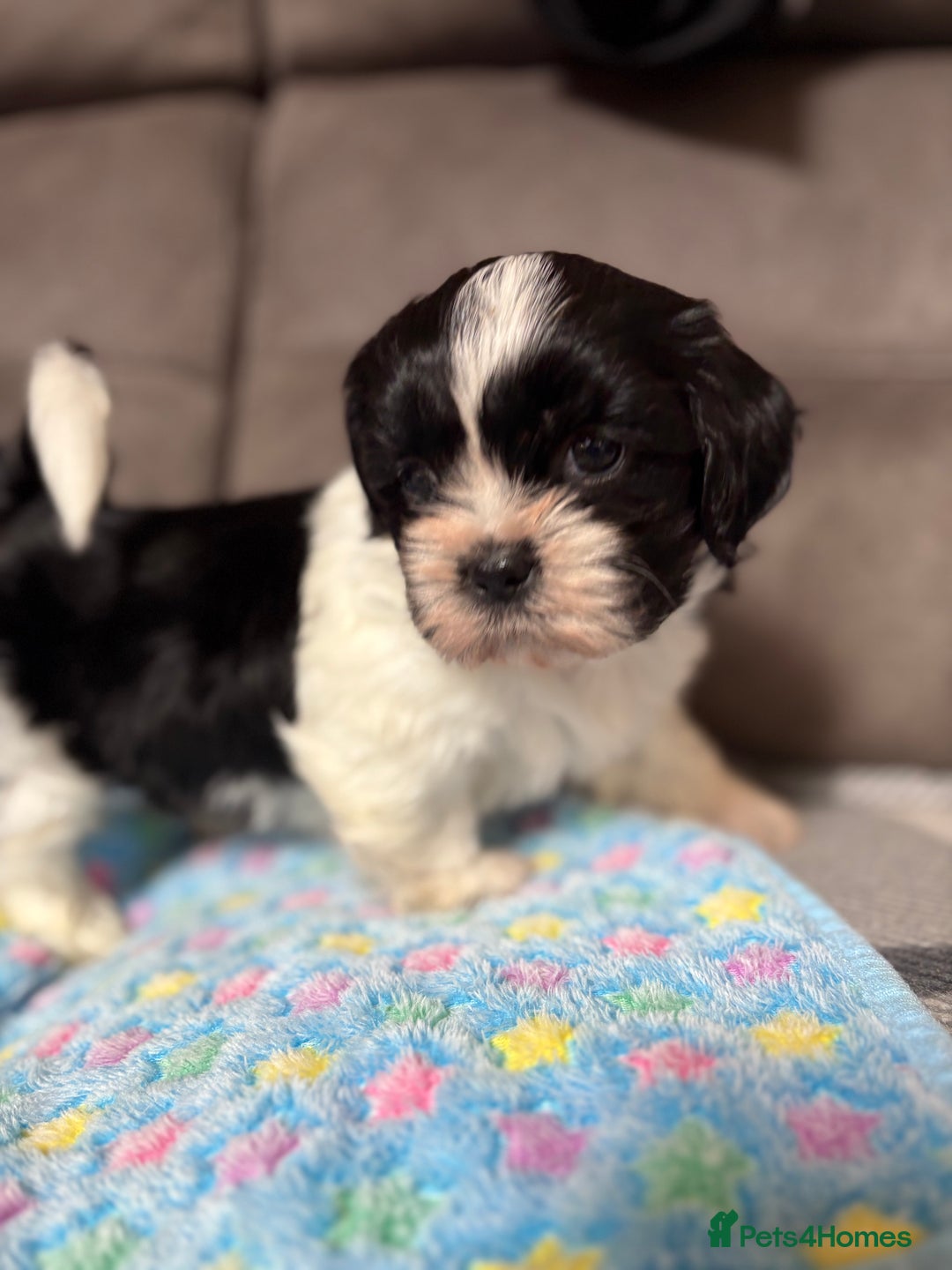 Shih Tzu dogs for sale: Beautiful Shih Tzu Puppies Mixed Litter - Advert 3