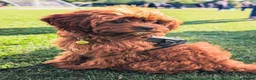 Cavapoo dogs for sale: F1 Red Cavapoo puppies ( health tested) - Advert 11