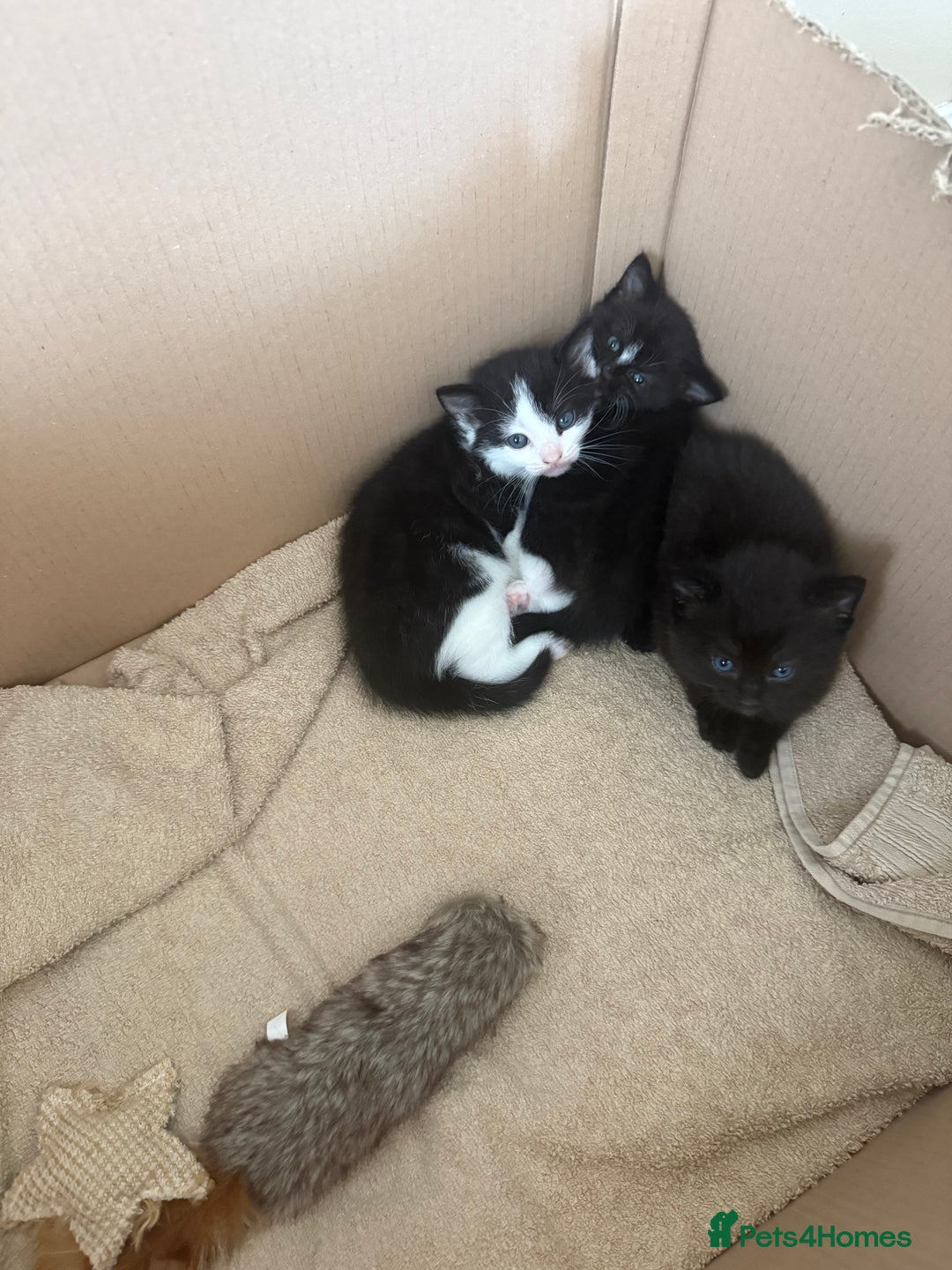 Domestic Shorthair cats for sale: 3 kittens looking for forever home - Image 8