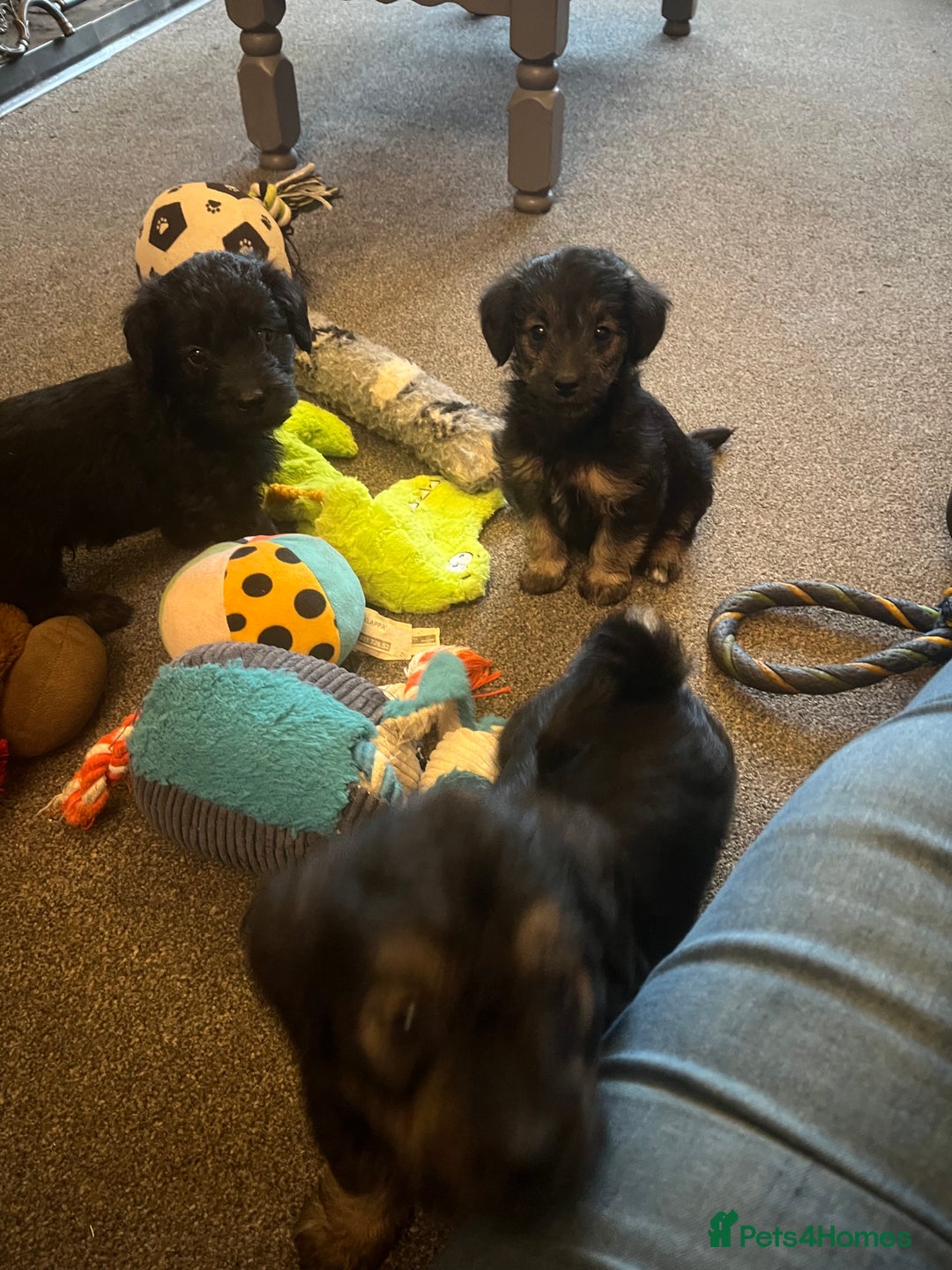 Jackapoo dogs for sale: JACKAPOO Puppies, DNA health screened - Advert 1