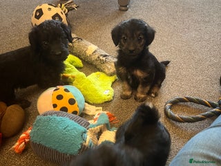 Jackapoo dogs JACKAPOO Puppies, DNA health screened - Advert 4