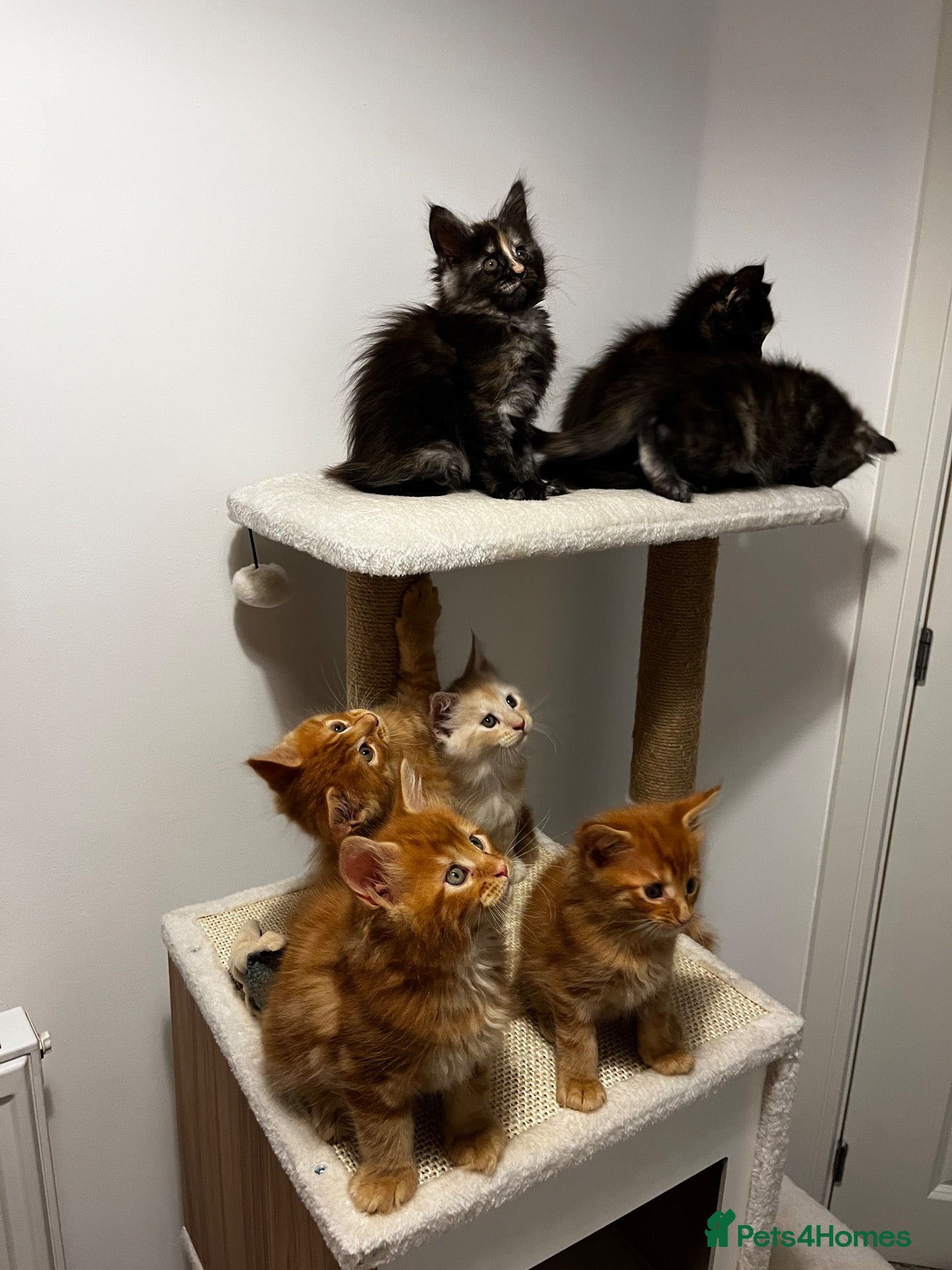 Maine Coon cats Beautiful Maine Coon Kittens - Advert 11