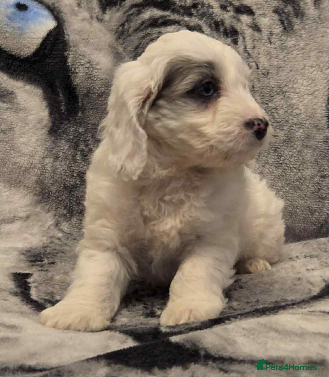 Cockapoo dogs for sale: F1 Merle cockerpoo  - Advert 10