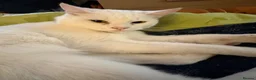 Mixed Breed cats for sale: Brother and sister - Advert 6