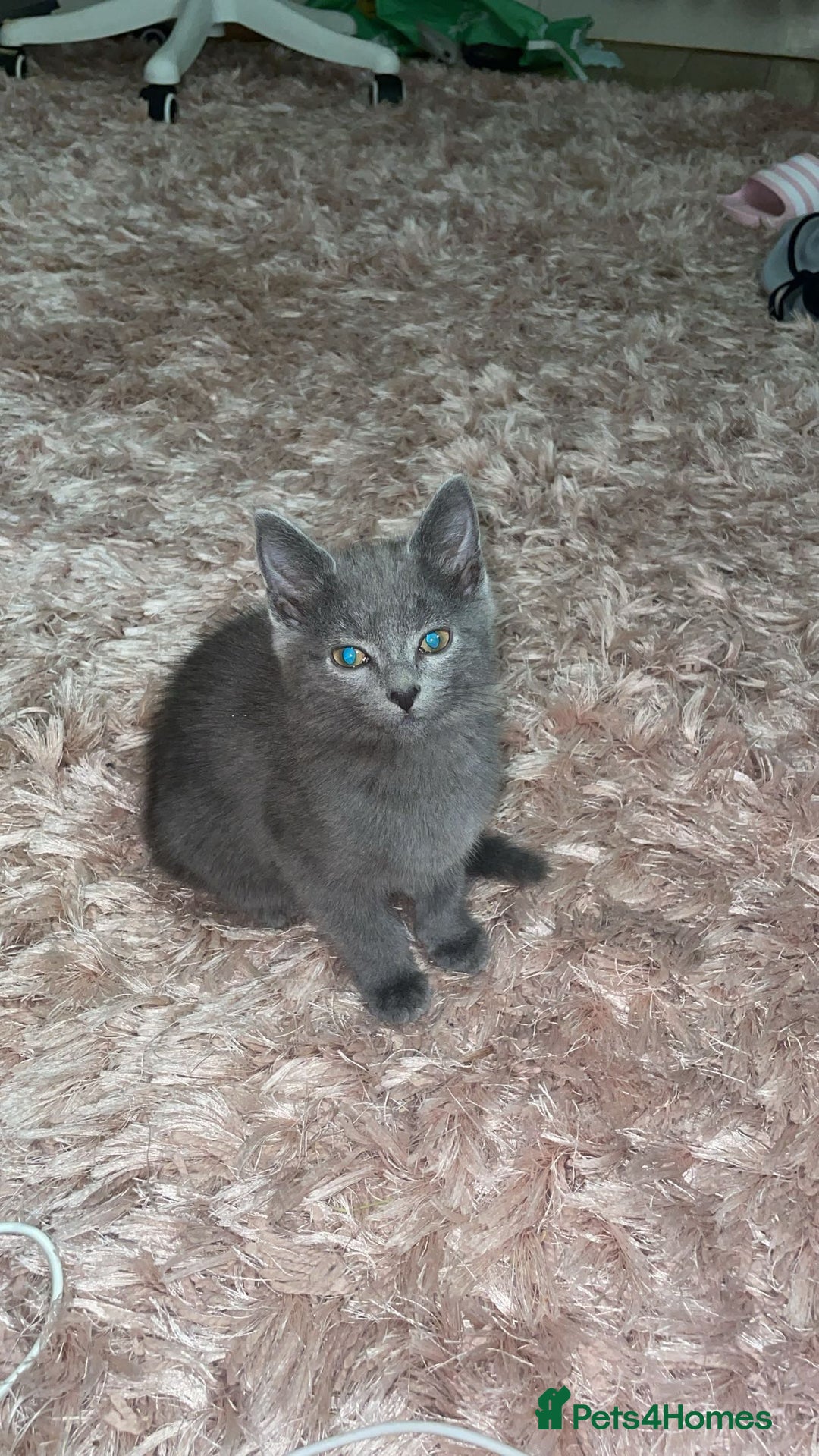 Mixed Breed cats for sale: Last boy looking for new home - Advert 4