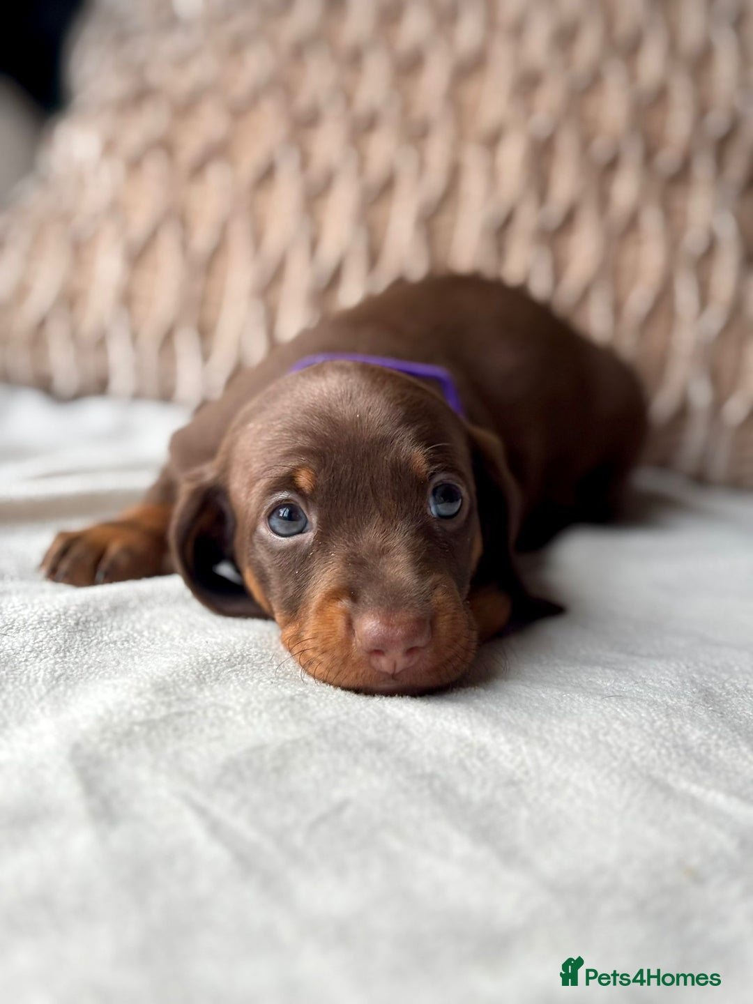 Miniature Dachshund dogs for sale: For Sale Adorable Miniature Dachshund puppies - Advert 8