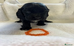 Cocker Spaniel dogs for sale: Kc registered Show cocker spaniel  - Image 12