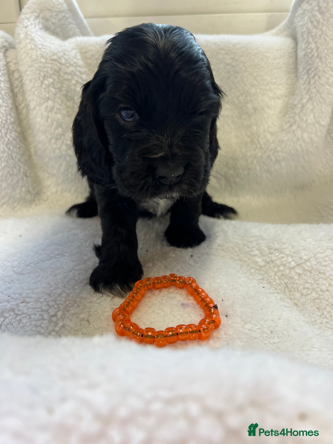 Cocker Spaniel dogs for sale: Kc registered Show cocker spaniel  - Image 12
