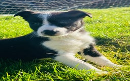 Border Collie dogs for sale: 2 Border Collie Pups - Image 3