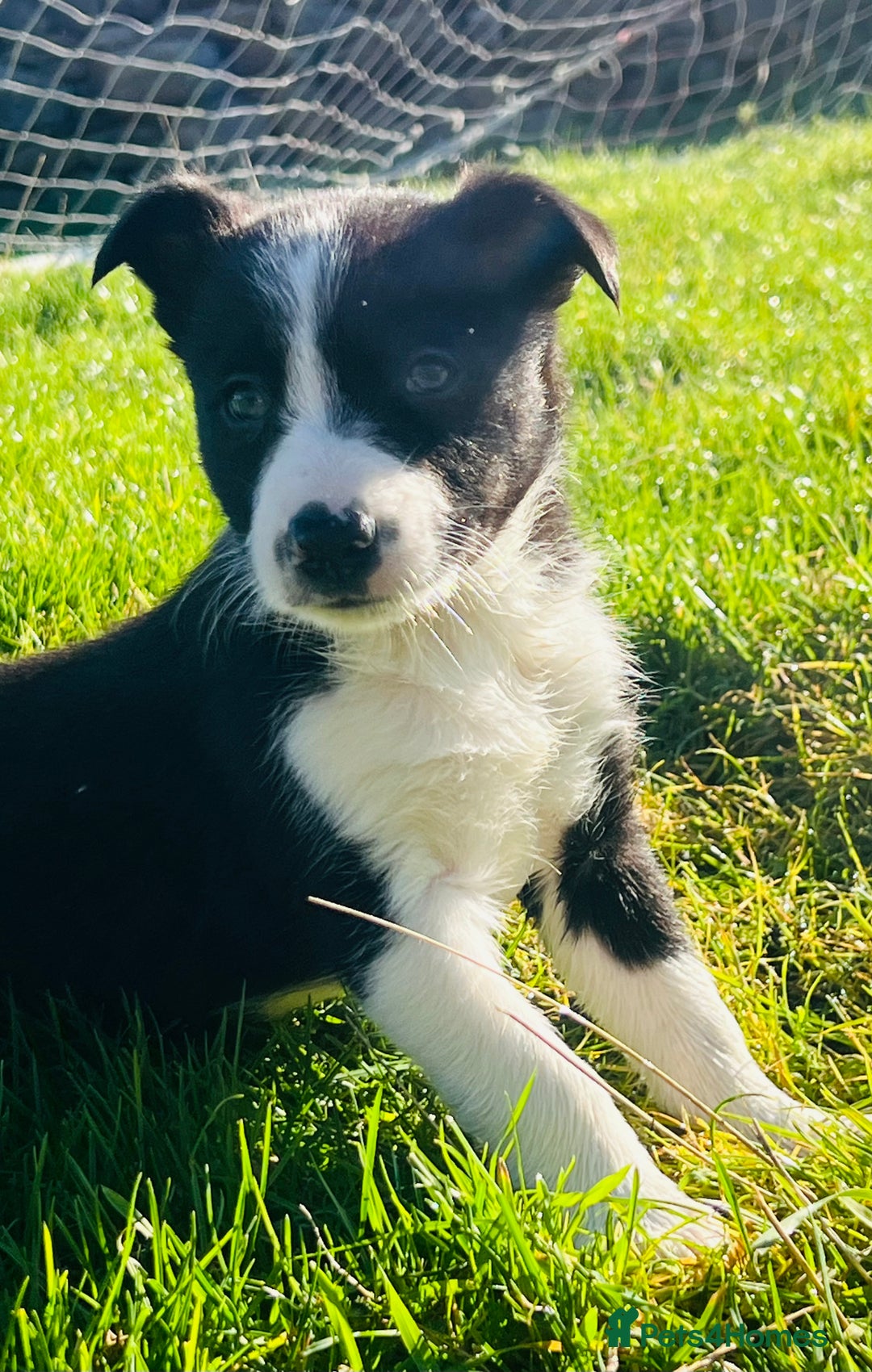 Border Collie dogs for sale: 2 Border Collie Pups - Image 3