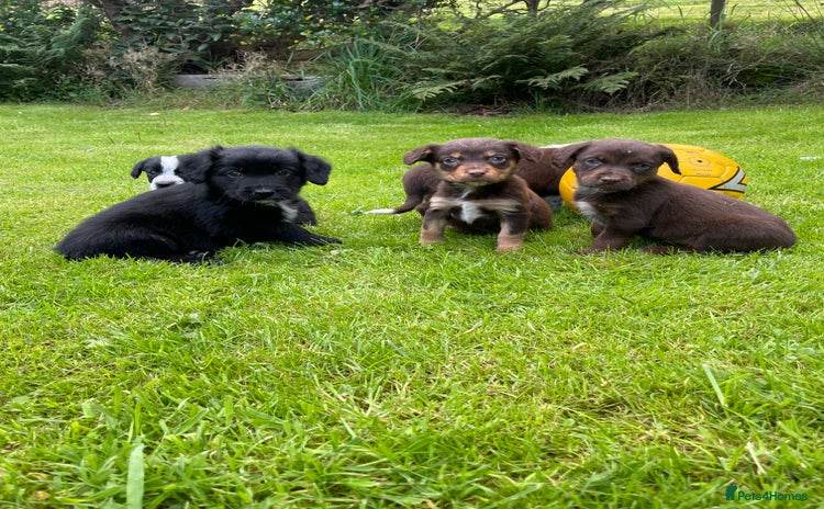 Mixed Breed dogs - Advert 1