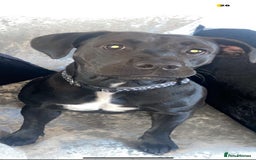 Mixed Breed dogs for sale: Rehome - Image 2