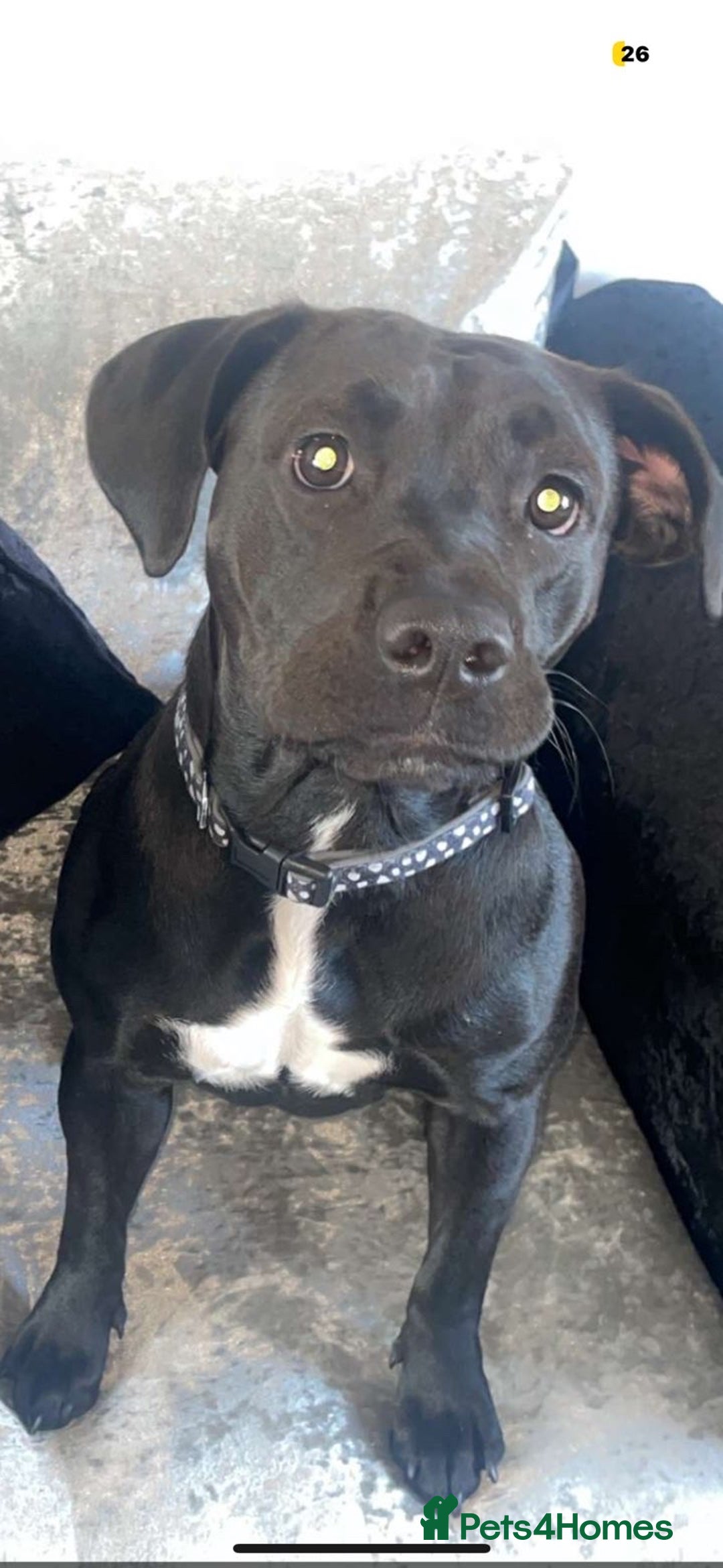 Mixed Breed dogs for sale: Rehome - Image 2