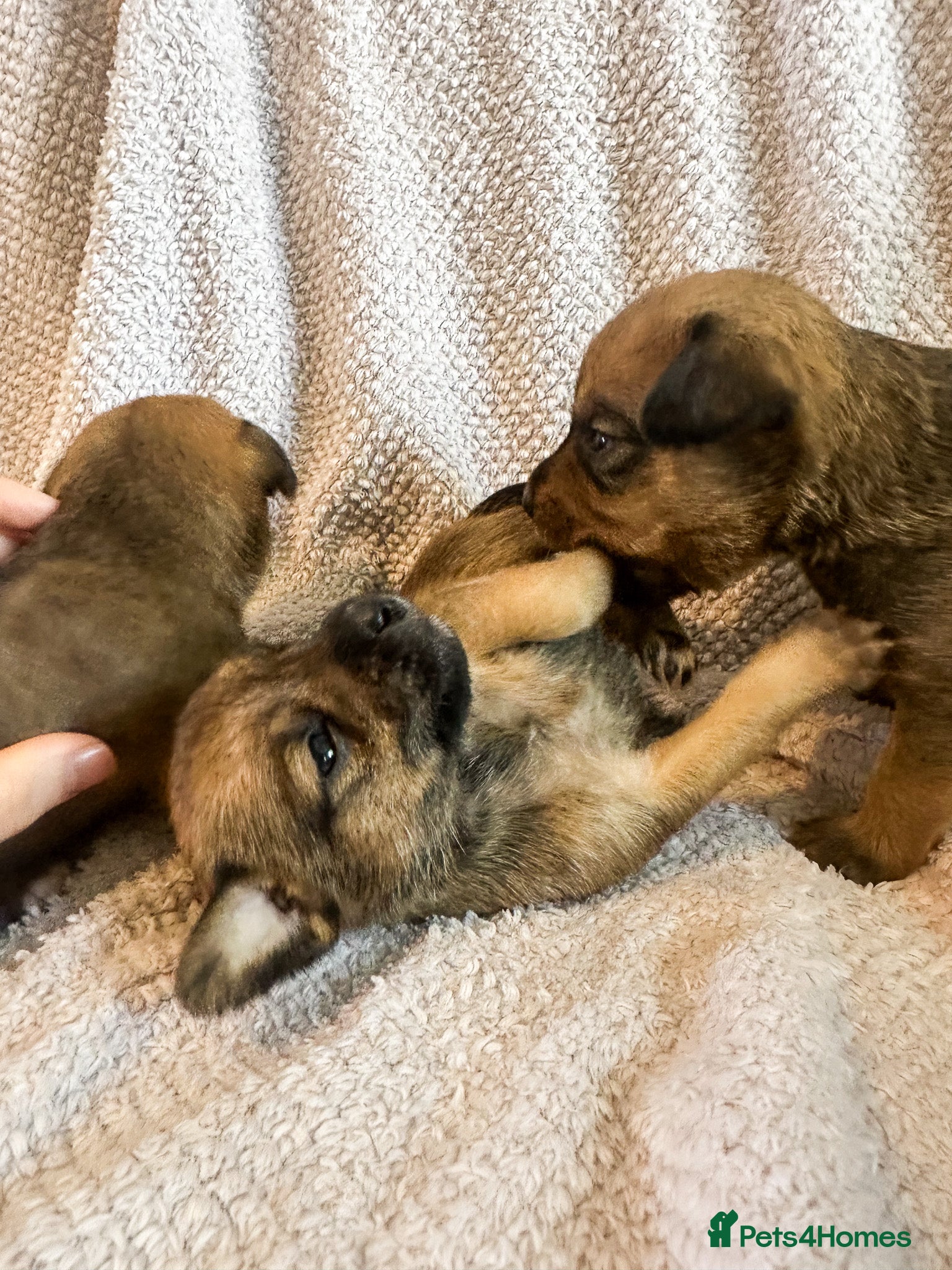 Mixed Breed Puppy 4