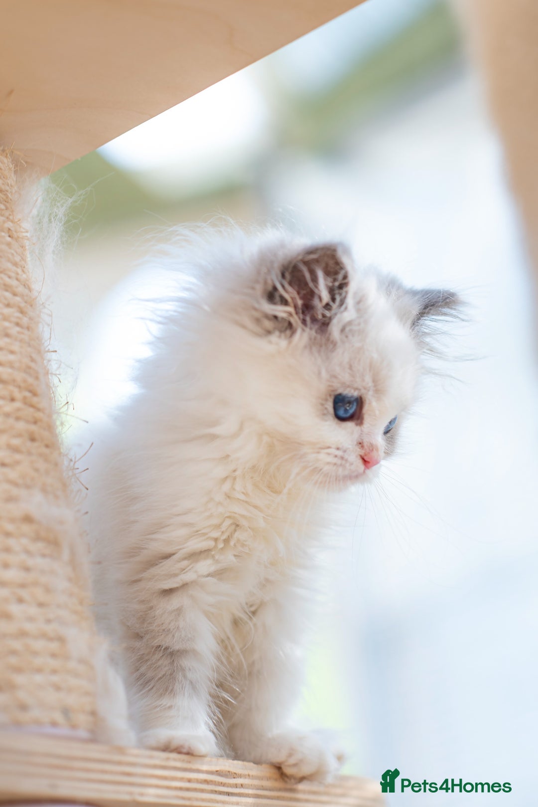 Ragdoll cats for sale: Tica Pedigree Ragdoll girl for Pet Home only  - Image 5