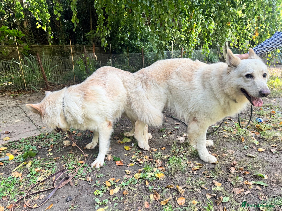 German Shepherd dogs for sale: KC REG STRAIGHT BACKED GSD PUPS COMING SOON!!! - Advert 7