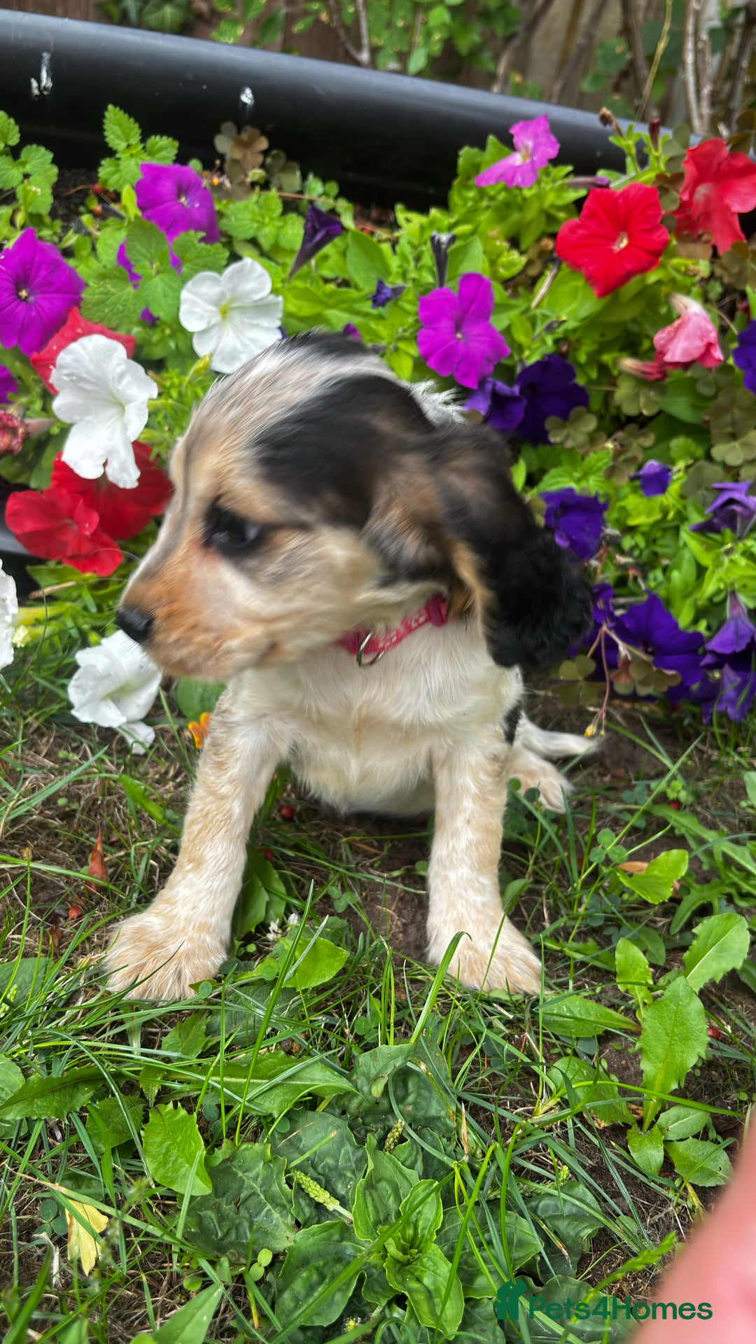 Cocker Spaniel dogs for sale: Family raised champion cocker REDUCED AND READY - Image 13