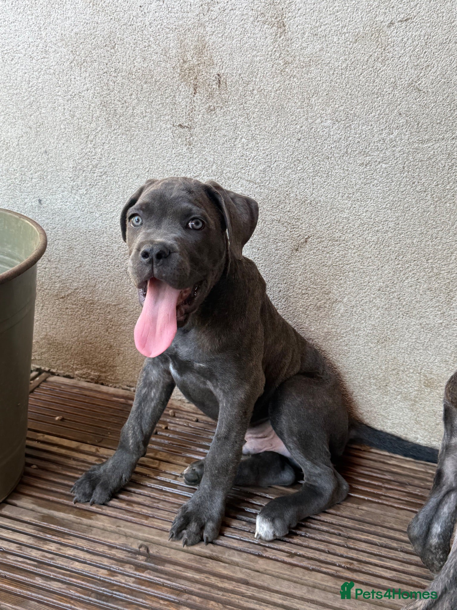 Cane Corso dogs Last 3 left looking for their forever 🏡!🥰 - Advert 1