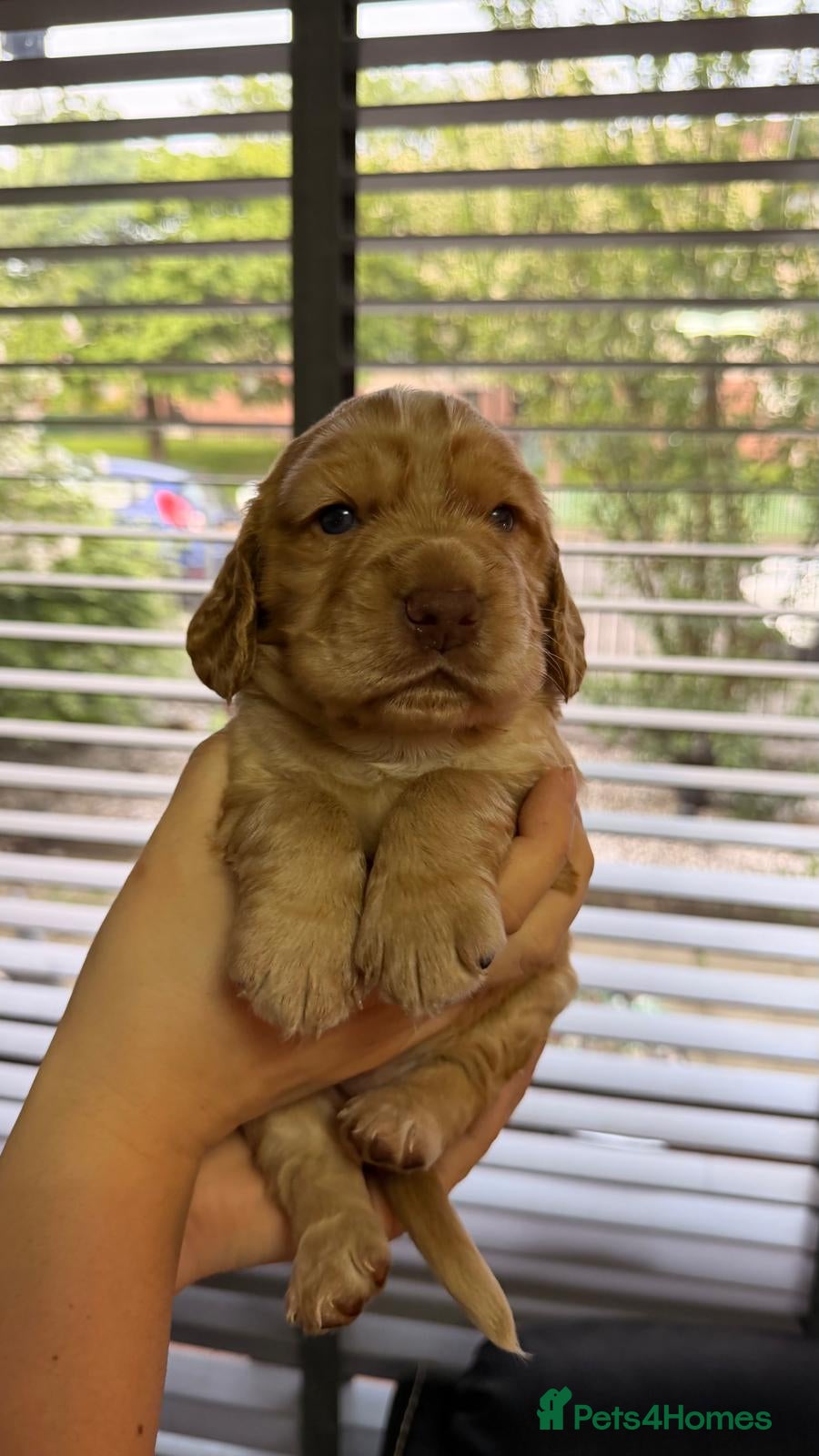 Cocker Spaniel dogs for sale: KC Reg Working Cocker Spaniel Pups ** 1 Boy Left** - Advert 21
