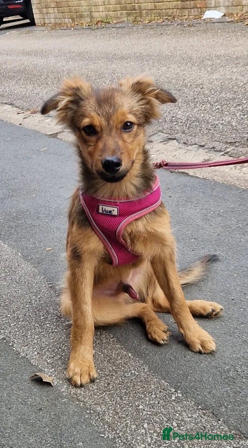 Mixed Breed dogs Muffin  - Advert 3
