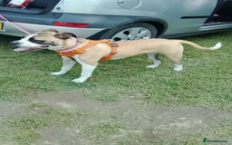 Mixed Breed dogs for sale: Staffy cross boxer bitch - Image 2