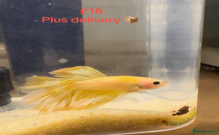 Bettas fish - Advert 1