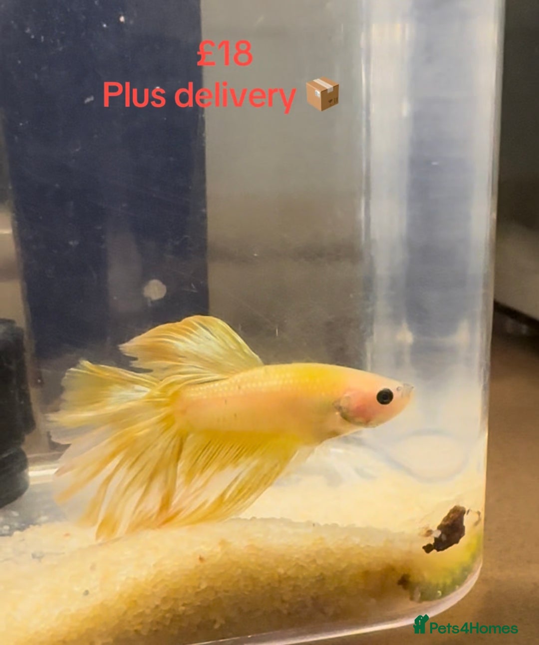 Bettas fish for sale: Betta fish seeking homes  - Image 1