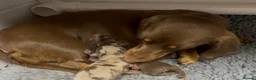 Miniature Dachshund dogs for sale: Superb Quality babies in Sleaford - Advert 20