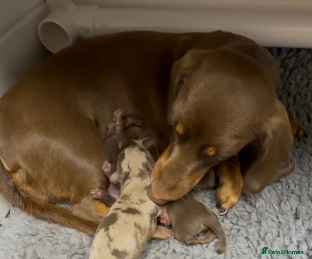 Miniature Dachshund dogs for sale: Superb Quality babies in Sleaford - Advert 20