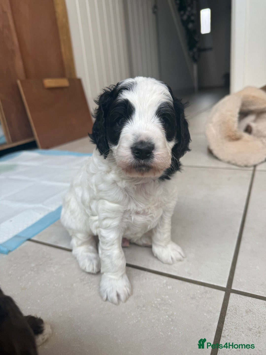 Australian Labradoodle dogs for sale: Australian Labradoodles Puppies - Advert 9