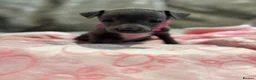Italian Greyhound dogs for sale: 🏡 KC Italian greyhound puppies for sale 🏡 - Advert 18