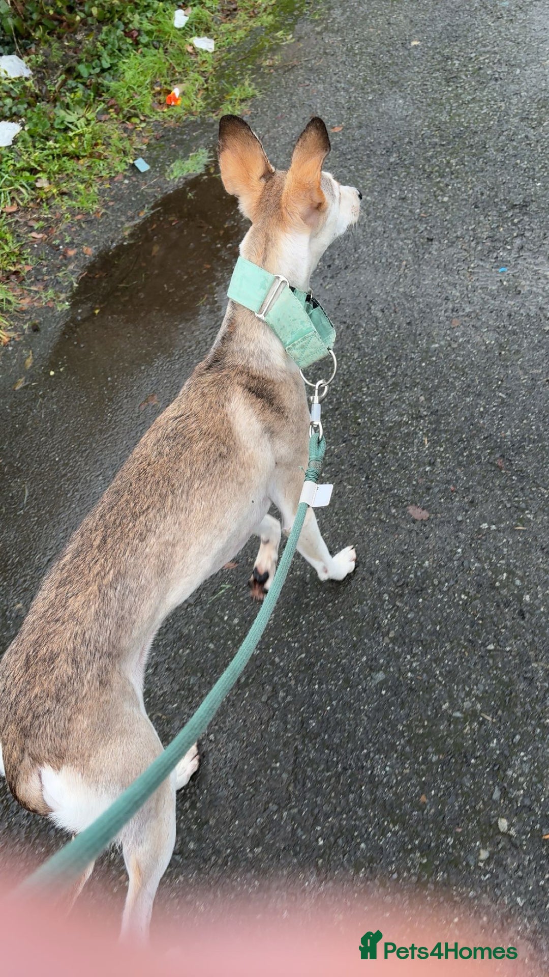 Mixed Breed dogs for sale: nova  - Advert 5