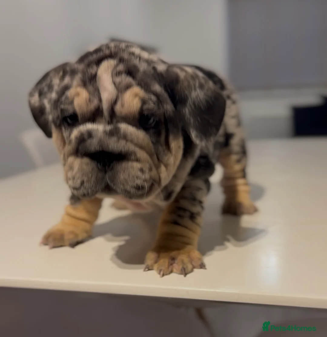 English Bulldog dogs for sale: Pink carrier English bulldogs  - Advert 1