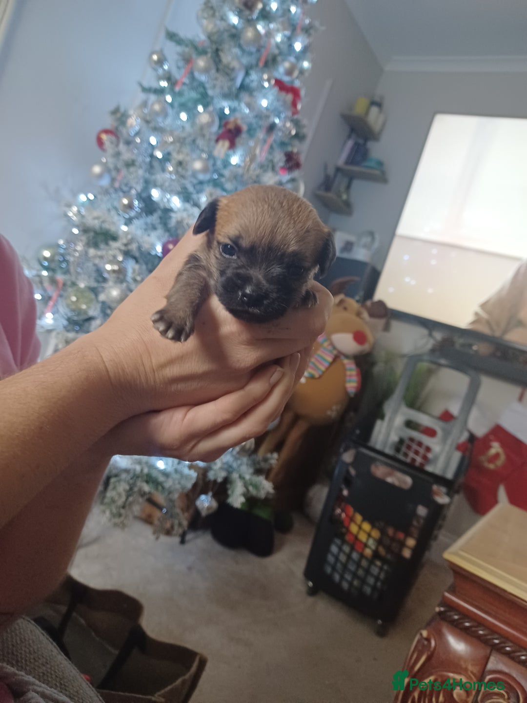 Border Terrier dogs for sale: 3 beautiful border terrier puppies - Advert 2