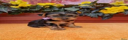 Yorkshire Terrier dogs for sale: Yorkshire Puppies for Sale - Advert 25