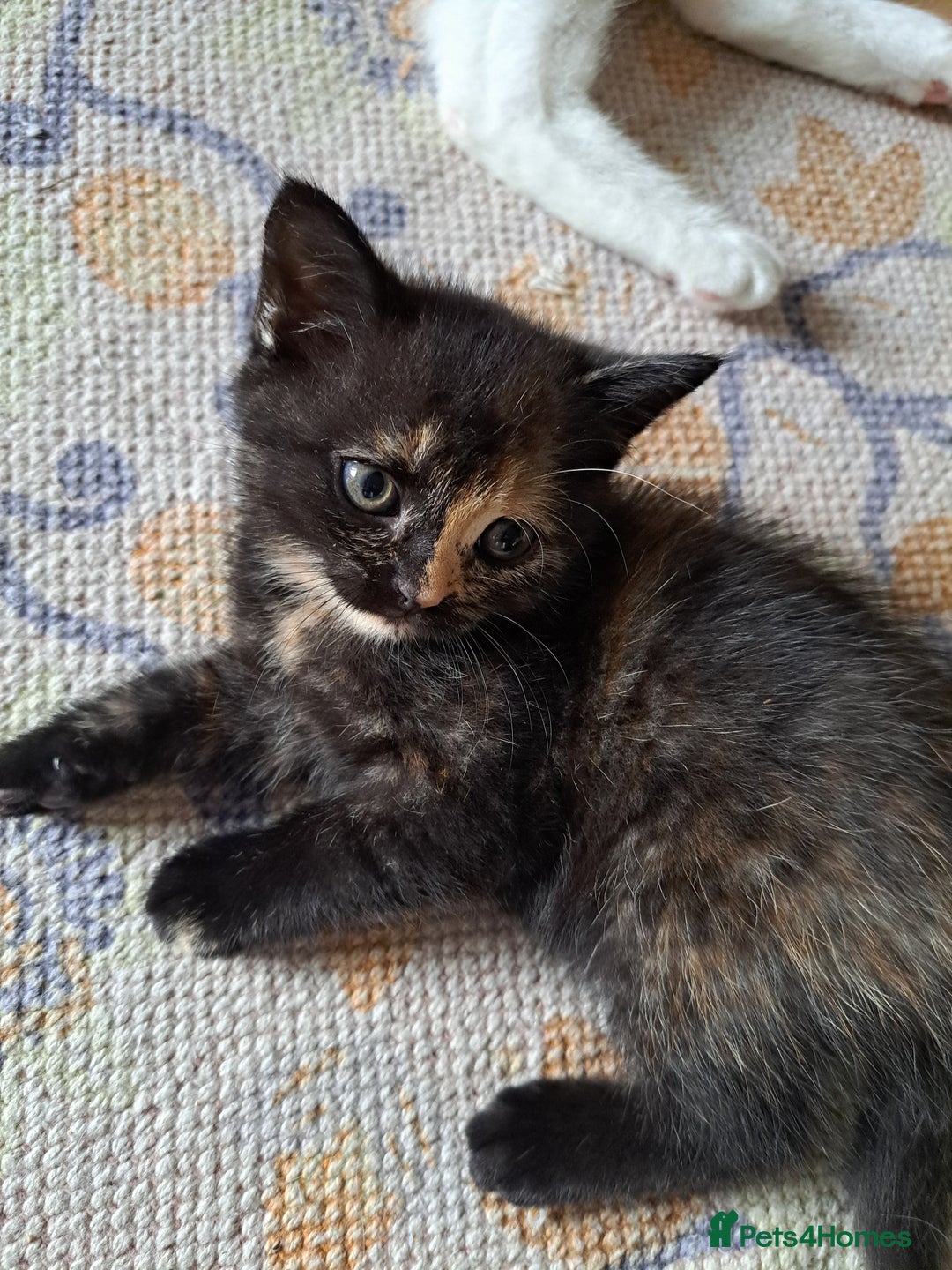 Mixed Breed cats for sale: Four fluffy stress reducers looking for new homes - Image 6